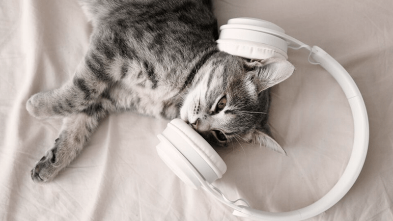 cat_music