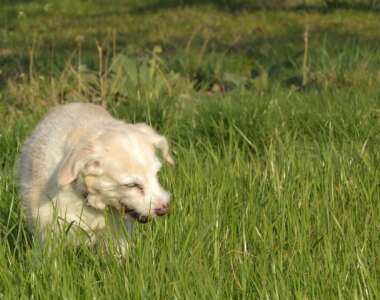 dog-eats-grass