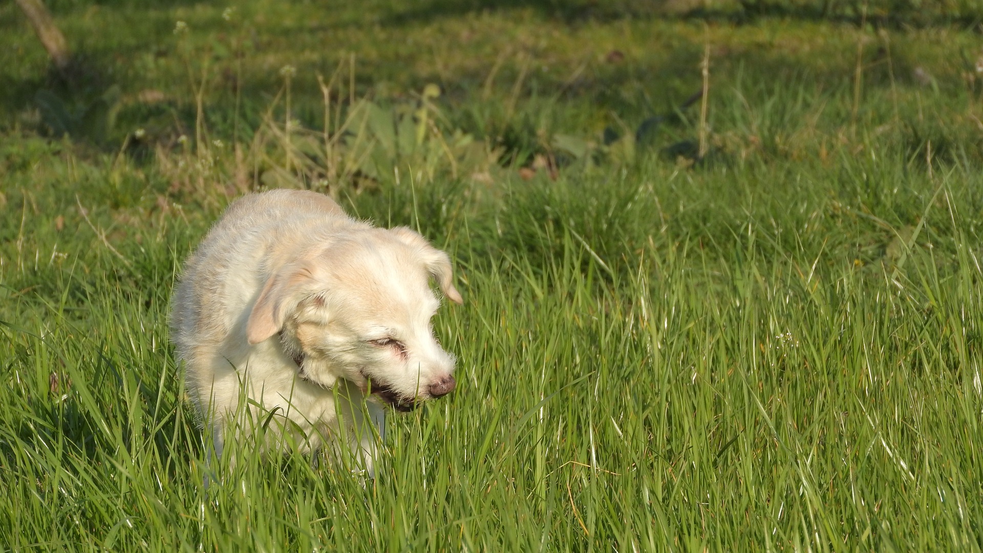dog-eats-grass