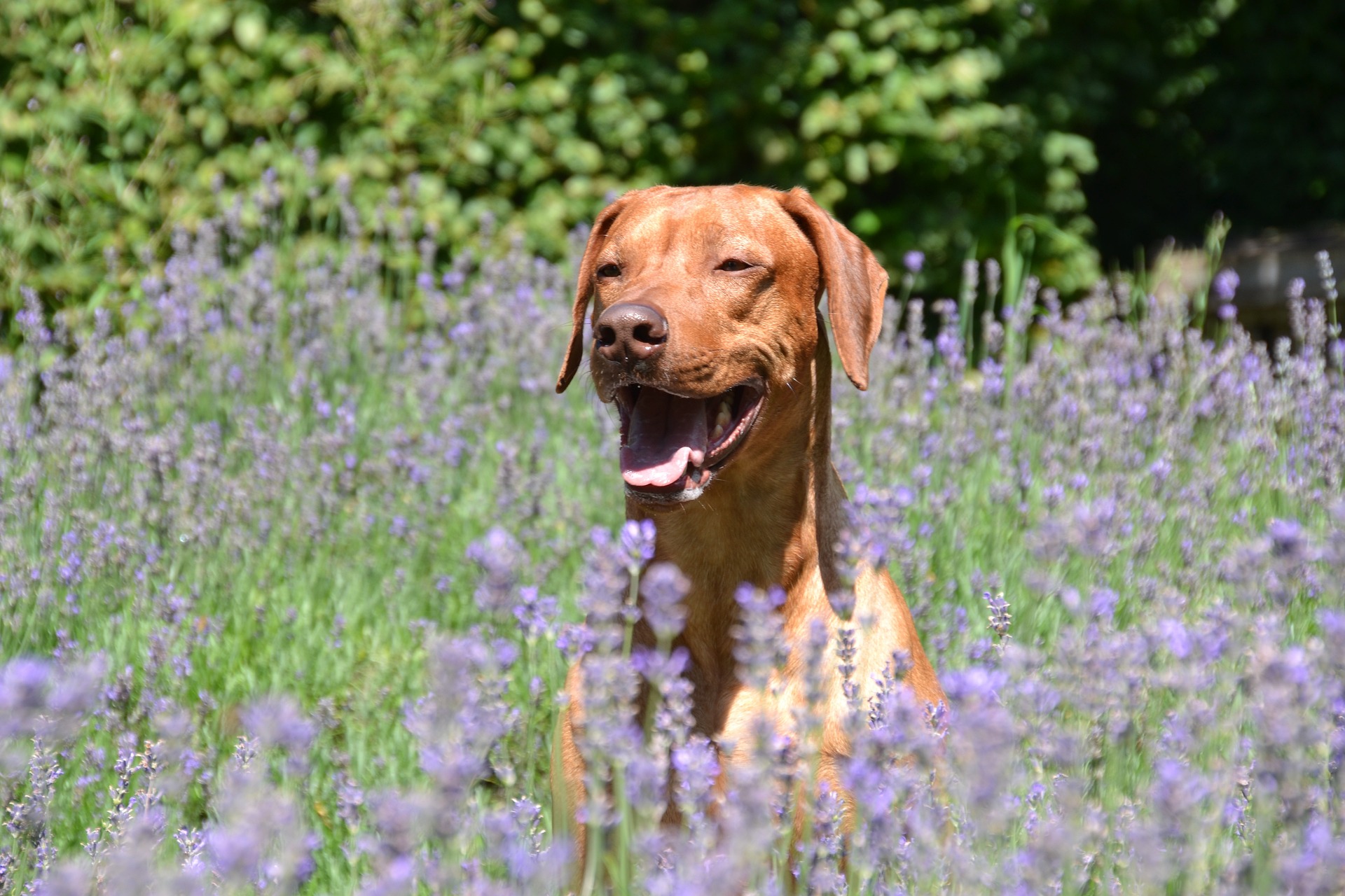 dog g1556caba2 1920