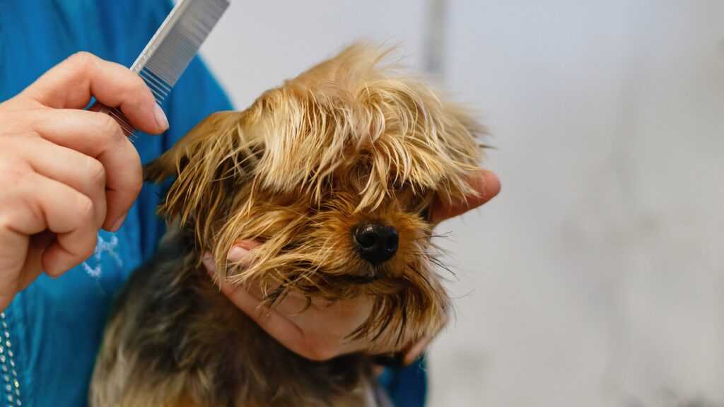 dog g15875e40a 1280 1