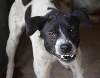 cane arrabbiato