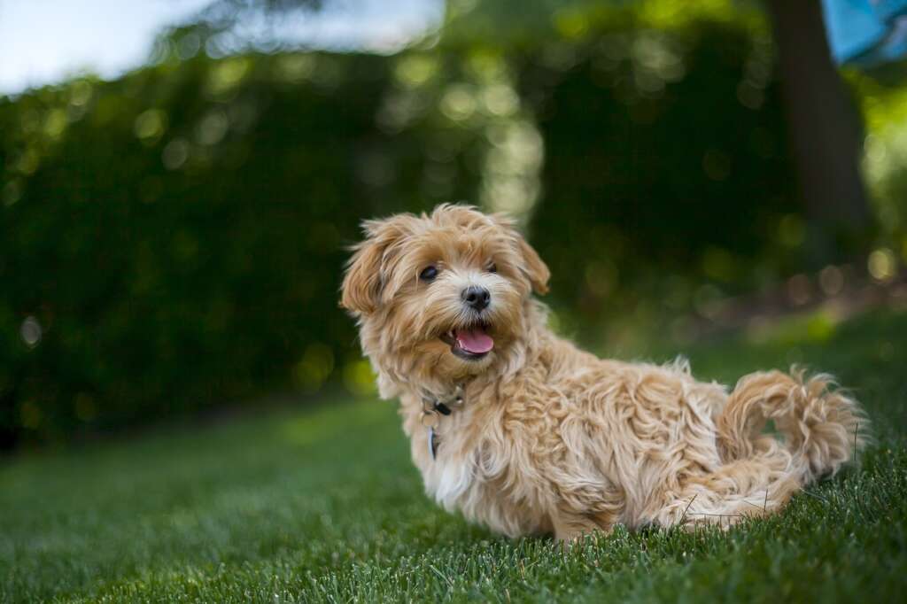 Razze di cani di taglia piccola