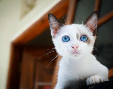 kitten