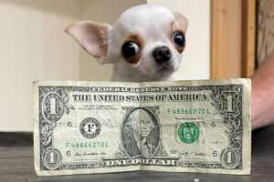 pearl-worlds-shortest-dog