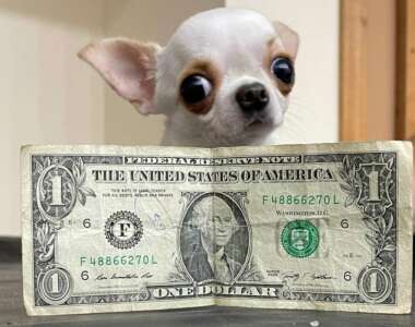 pearl-worlds-shortest-dog