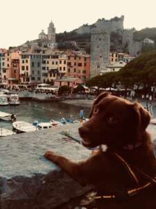 dog-travel