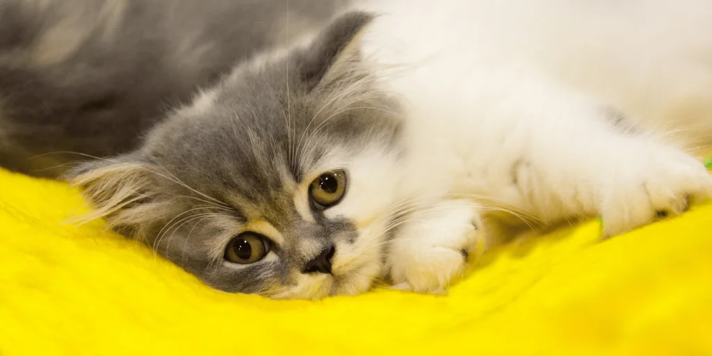 I gatti sanno quando sei triste? 1 i gatti sanno quando sei triste