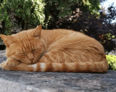 perchè gatti dormono cosi tanto