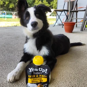 YowUp Yogurt per Cane con Salmone per Cute e Pelo 10 Bustine da 115 gr
