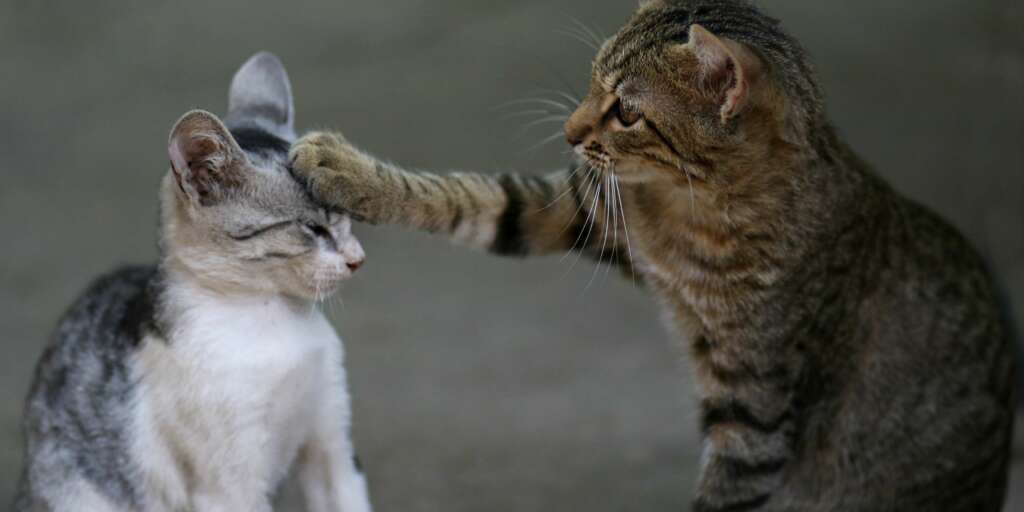 Come integrare un nuovo Gattino nella Famiglia Felina