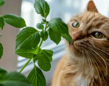 I gatti possono mangiare il basilico