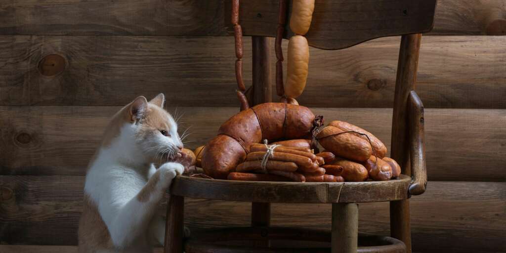 I gatti possono mangiare il salame