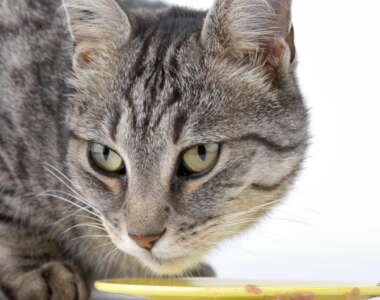 Perché il mio gatto non mangia