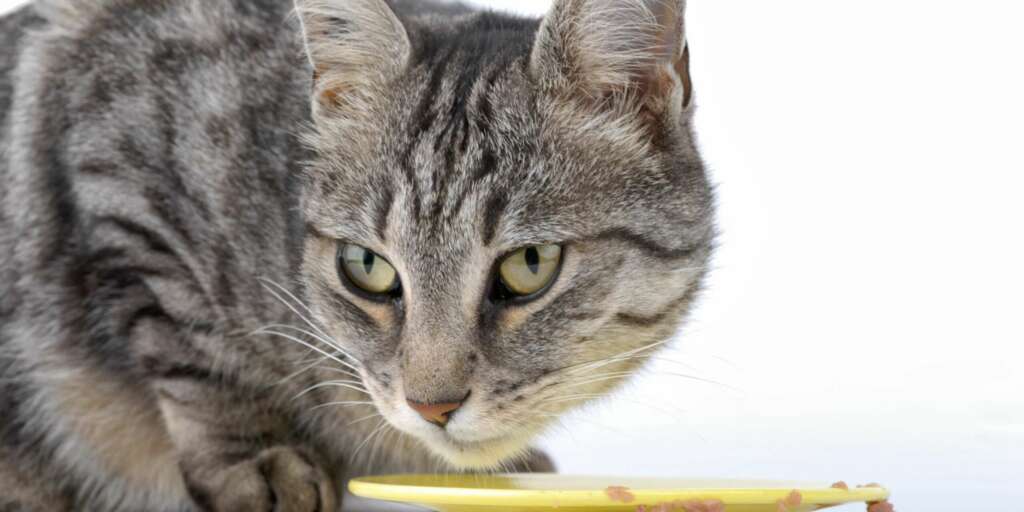 Perché il mio gatto non mangia