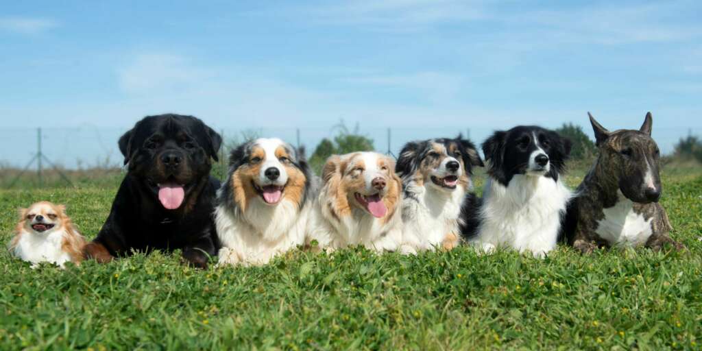 Quale razza scegliere come primo cane