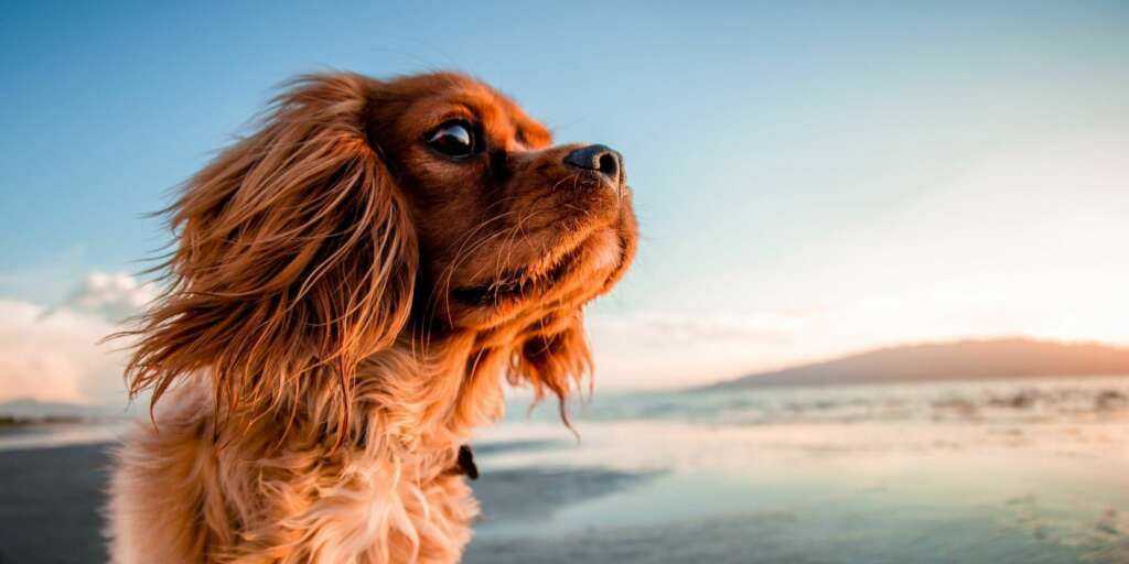 estate in sicurezza con il proprio cane