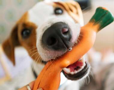 i cani possono mangiare le carote