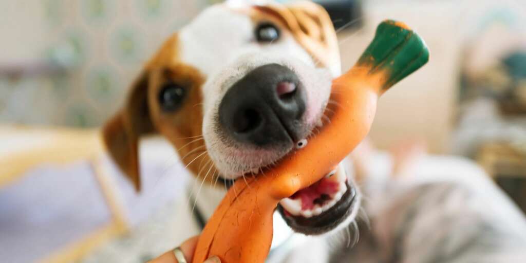 i cani possono mangiare le carote