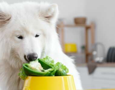 i cani possono mangiare peperoni