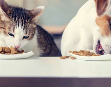 i gatti possono mangiare cibo per cani