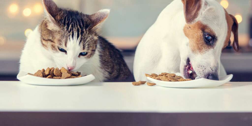 I gatti possono mangiare cibo per cani? 1 i gatti possono mangiare cibo per cani