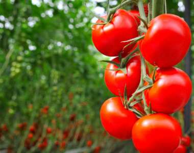 i gatti possono mangiare i pomodori