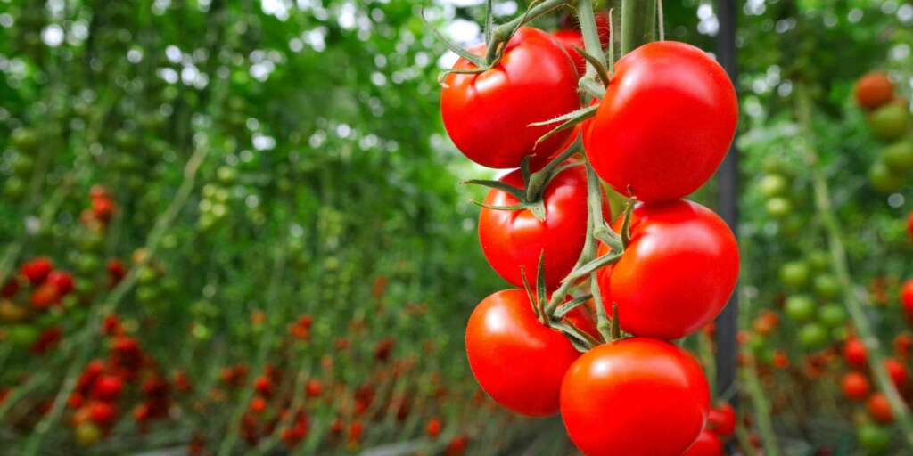 i gatti possono mangiare i pomodori