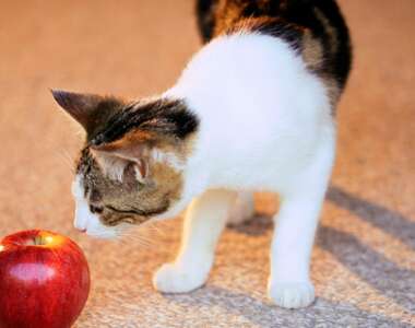 i gatti possono mangiare le mele