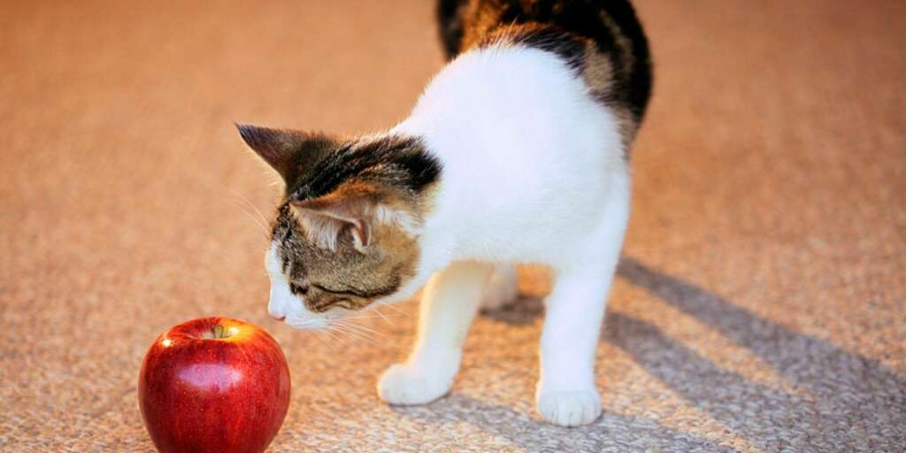 i gatti possono mangiare le mele
