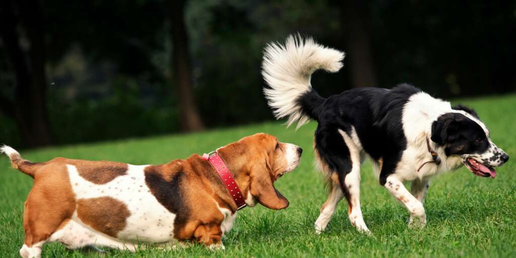 Alcuni fatti sorprendenti che non ti aspettavi sul senso dell'olfatto dei cani 1 Alcuni fatti sorprendenti che non ti aspettavi sul senso dell'olfatto dei cani