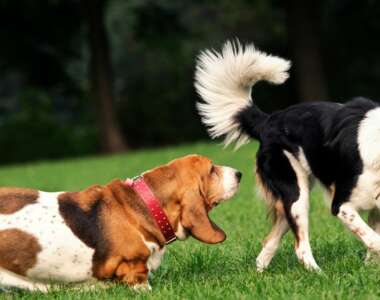 Alcuni fatti sorprendenti che non ti aspettavi sul senso dell'olfatto dei cani