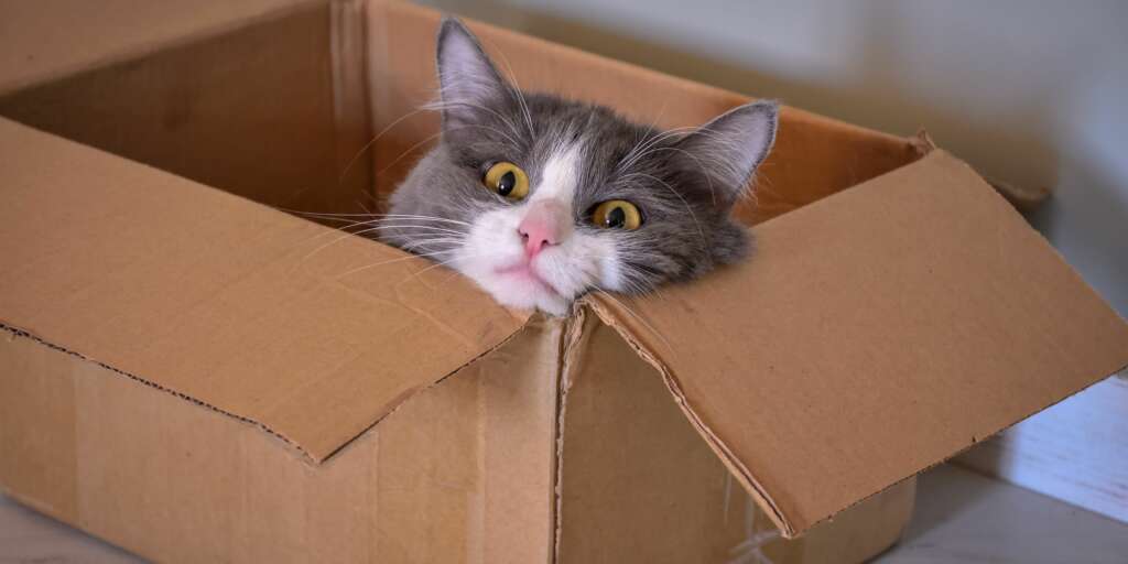 Aneddoti divertenti e strani che solo i Proprietari di Gatti capiscono
