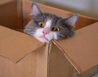 Aneddoti divertenti e strani che solo i Proprietari di Gatti capiscono