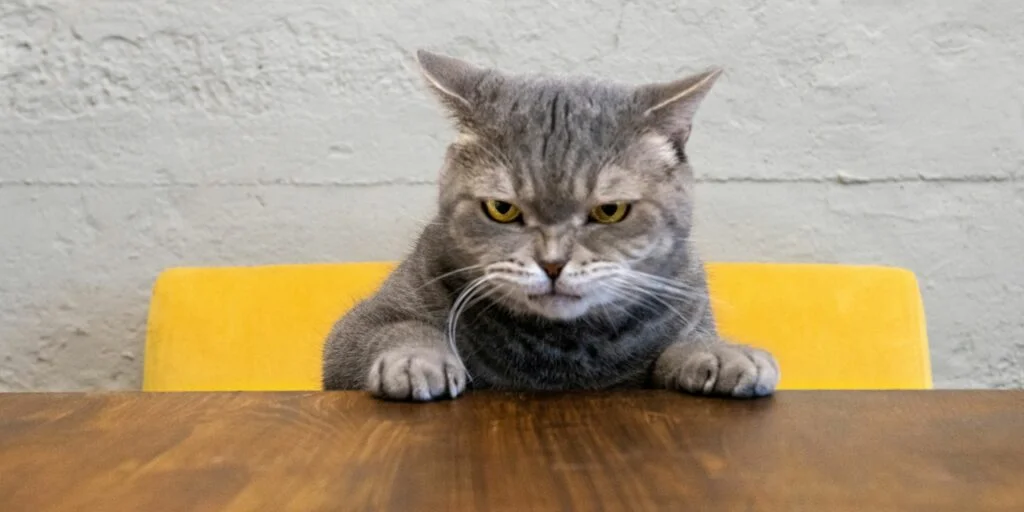 Avete mai pensato a cosa voglia comunicarci il gatto con il movimento delle orecchie 1 1