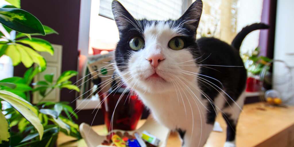 Avete mai pensato a cosa voglia comunicarci il gatto con il movimento delle orecchie
