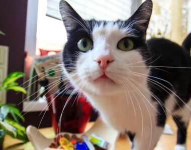 Avete mai pensato a cosa voglia comunicarci il gatto con il movimento delle orecchie