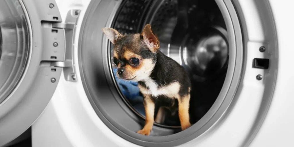 Cosa fare se il tuo cane ha mangiato un foglio per l'asciugatrice 1 Cosa fare se il tuo cane ha mangiato un foglio per l'asciugatrice