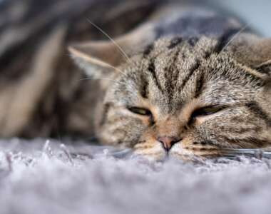Cosa fare se il tuo gatto sta vomitando un liquido marrone