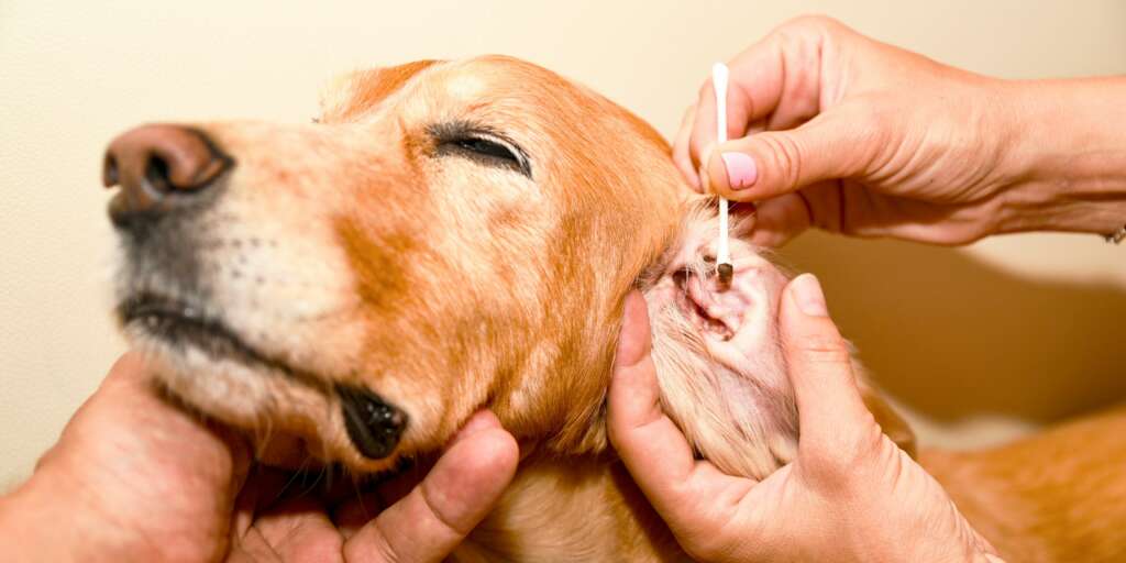 Cosa sono gli acari dell'orecchio nei cuccioli e nei cani e come combatterli