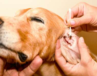 Cosa sono gli acari dell'orecchio nei cuccioli e nei cani e come combatterli