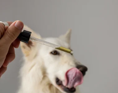 I cani possono mangiare l'olio d'oliva Benefici e Potenziali pericoli