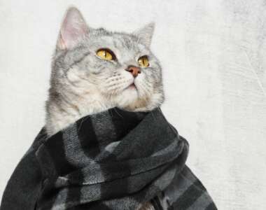 Il gatto può prendere il raffreddore da me