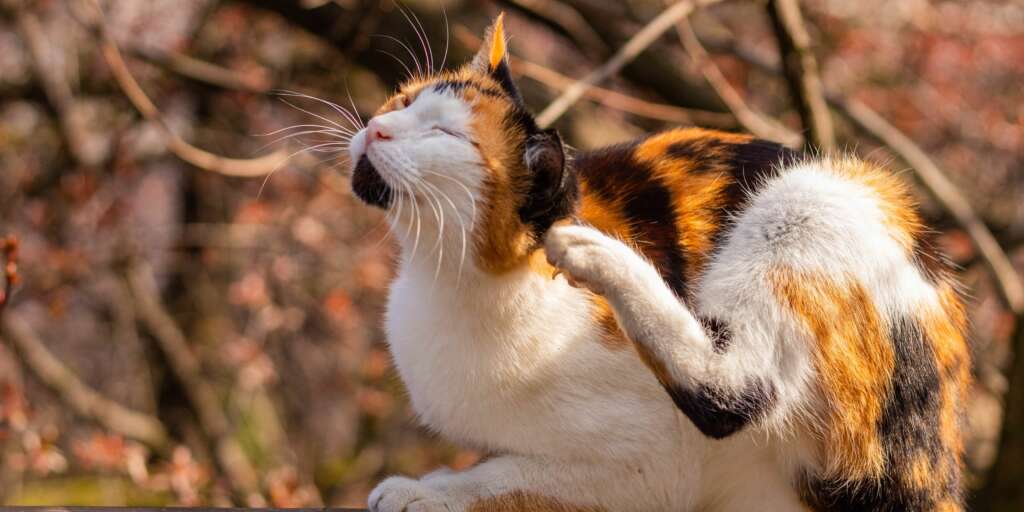 Il mio gatto scuote sempre la testa