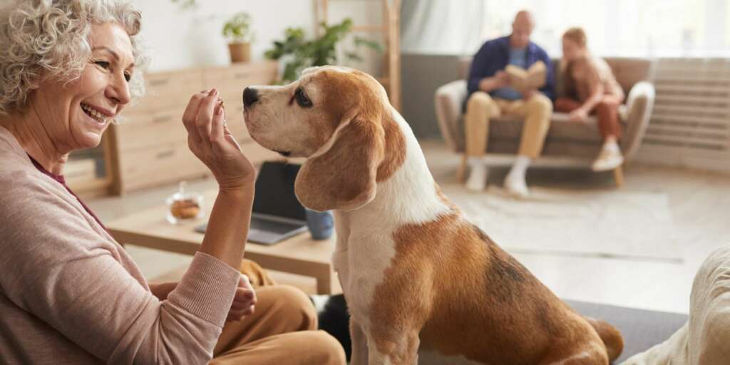 Il vero modo per calcolare gli anni del tuo cane in anni umani