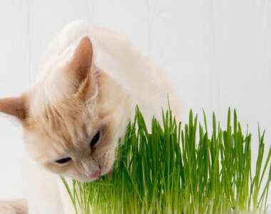 Perché ai gatti piace l'erba gatta
