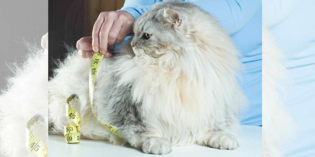 Perché il mio gatto sta perdendo peso