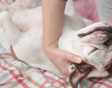 Quale è il modo migliore di fare un massaggio al cucciolo