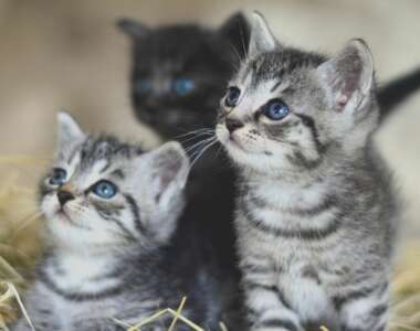 Sviluppo del Gattino nelle Prime Sei Settimane di Vita