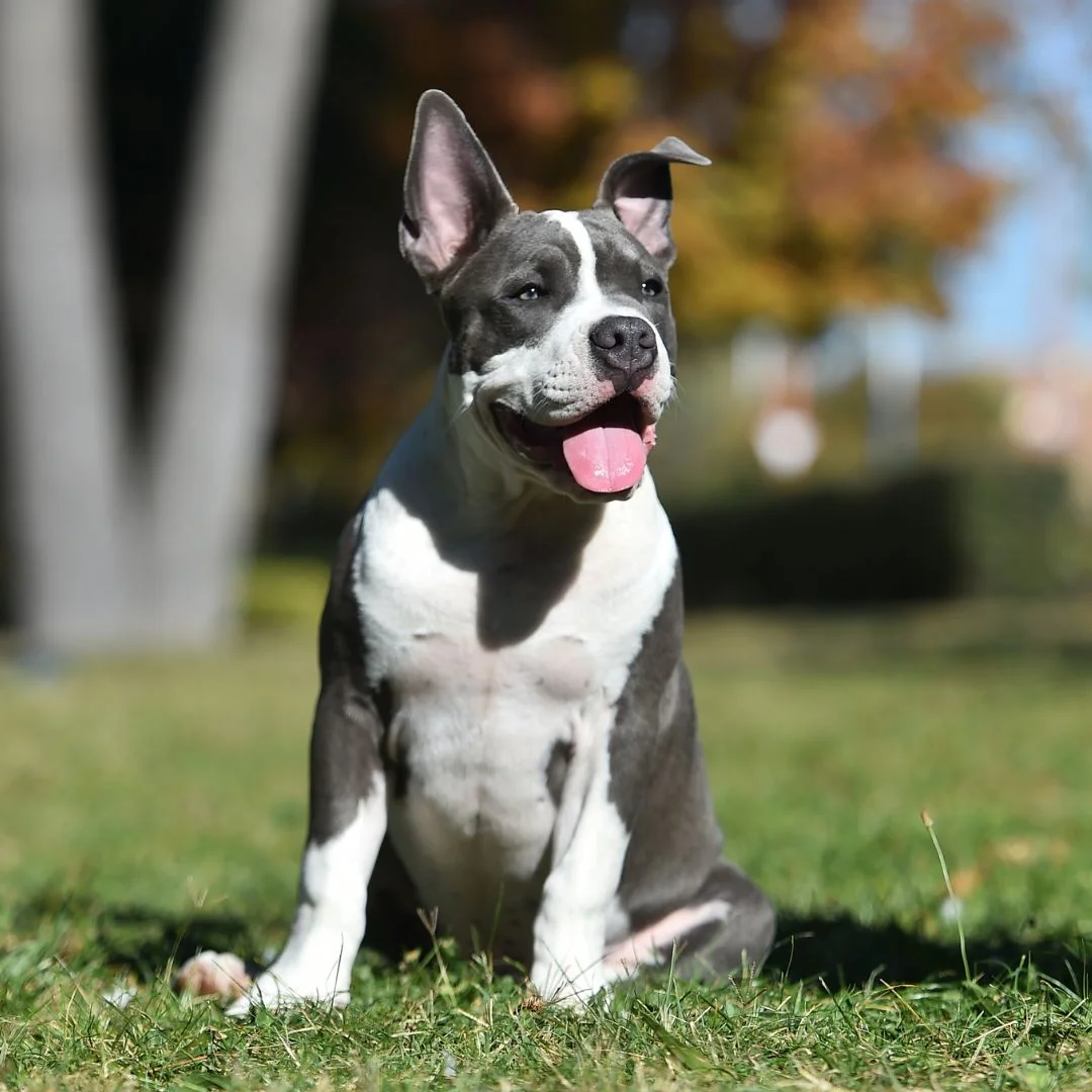 American Bully 3 american bully